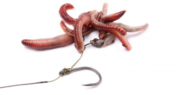 Csonti Klipsz - Nash Maggot Clips