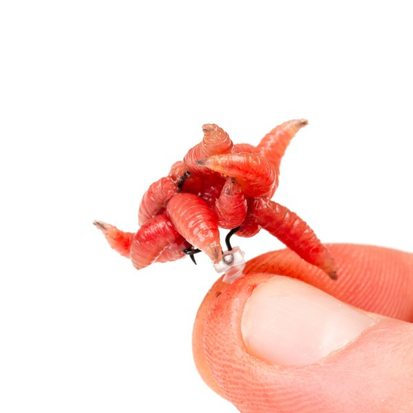 Csali csavar - Nash Maggot Screw