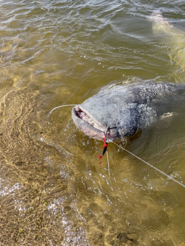 BAIT FISH BLACK CAT CAT CHATTER