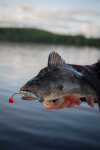 Gumová nástraha - FOX RAGE Scent Shad Natural Wakasagi