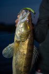 Gumová nástraha - FOX RAGE Scent Shad Natural Wakasagi