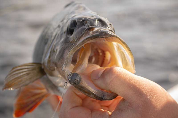 Gumová nástraha - FOX RAGE Scent Shad Chart AYU