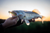 Gumová nástraha - FOX RAGE Scent Shad Electric Flash