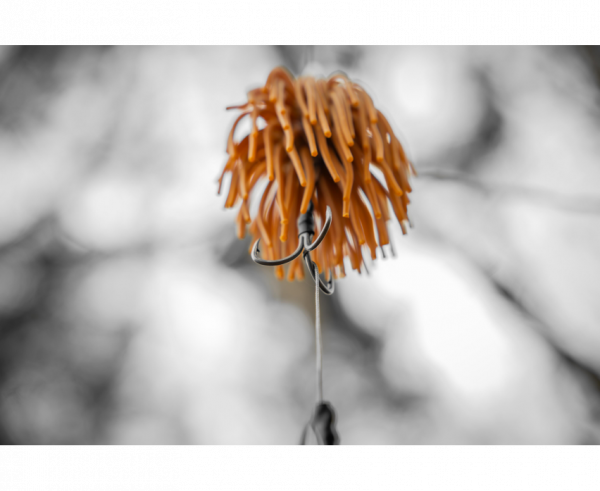 BLACK CAT Real Worm Teaser