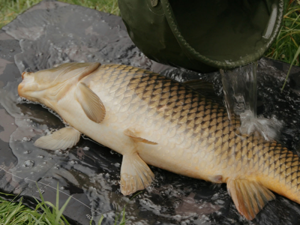 Podložka pod ryby Delphin CarpMAT BANX Camo
