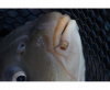 Preston Hookable Bait Bands